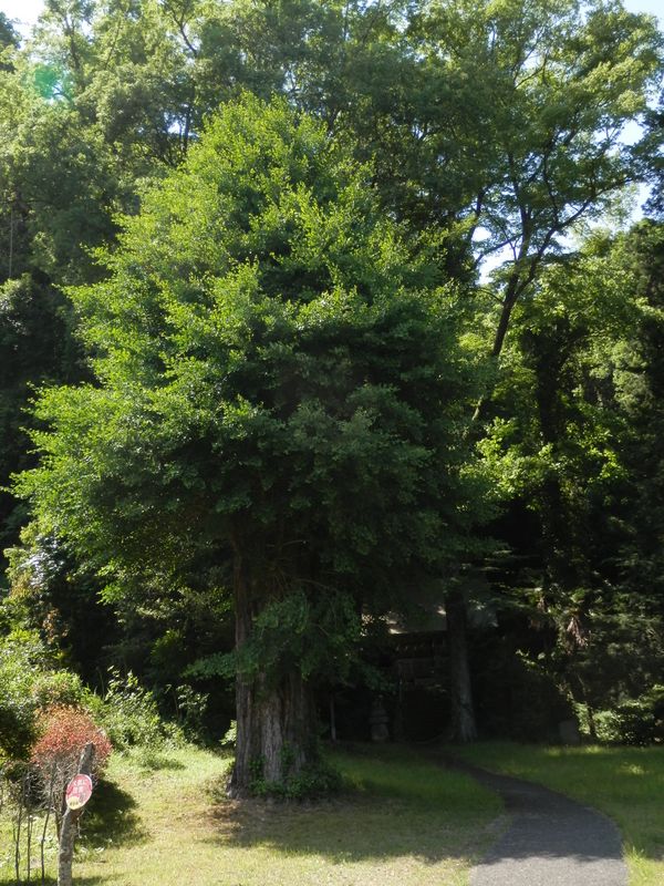 富士浅間神社の大イチョウ