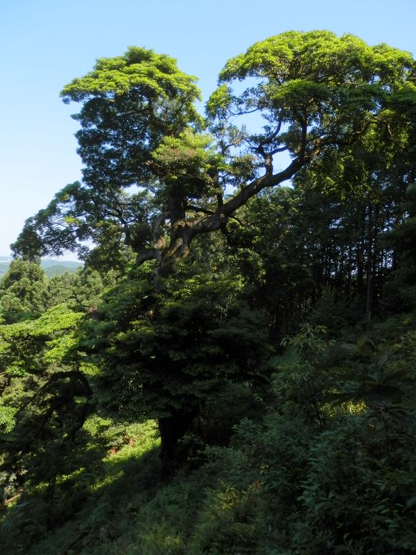 タブノキの巨樹 -- 少し上から眺める