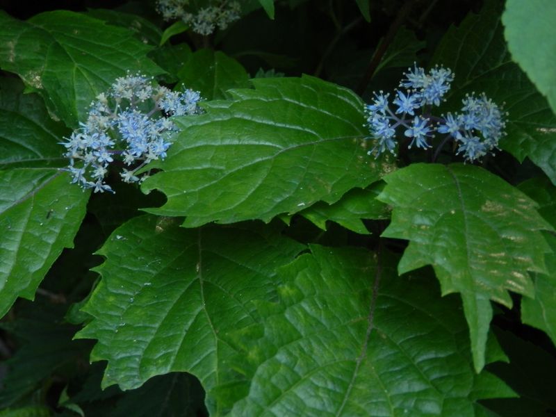 タブノキの下にコアジサイ