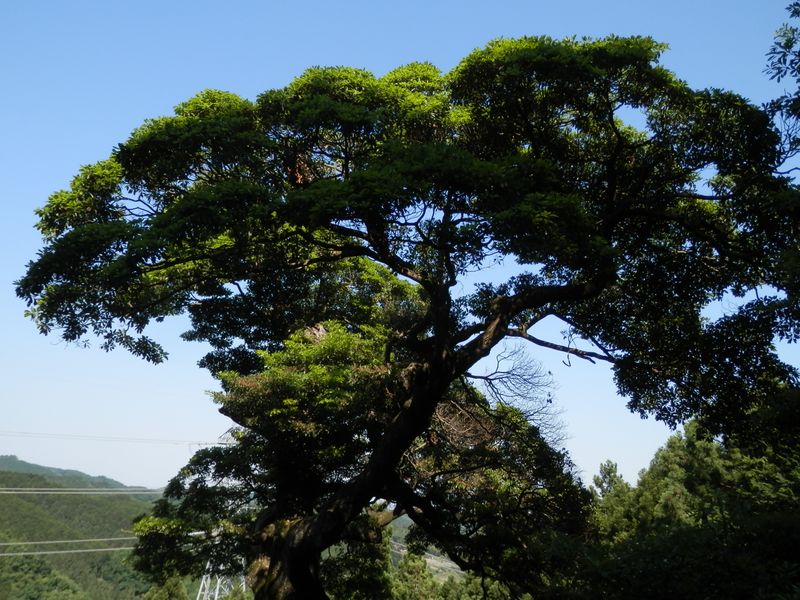 タブノキの樹冠