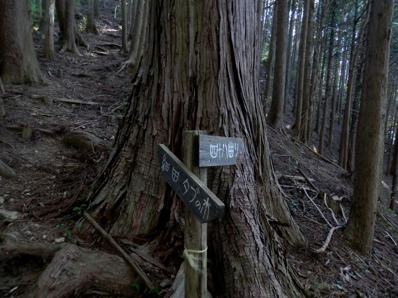 ひたすら細田を目指す