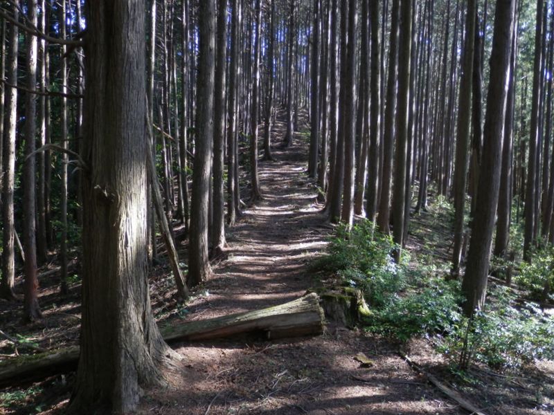 涼しい風が心地よい尾根道