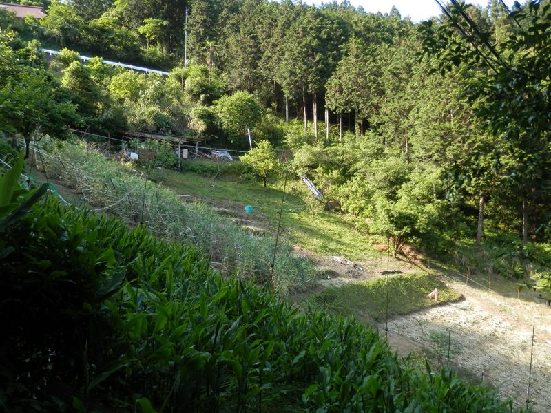 斜面上の畑の横を下りて行く