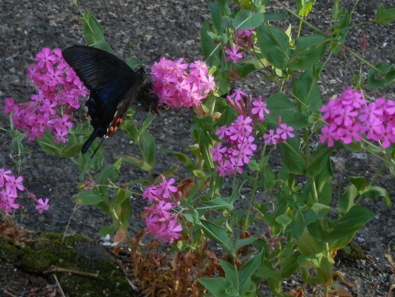 黒指の黒いカラスアゲハ