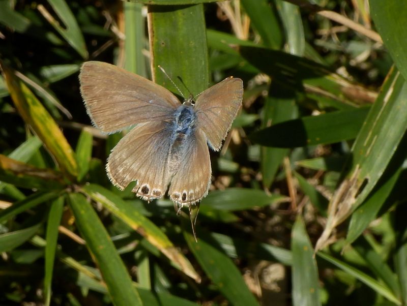 ウラナミシジミが日向ぼっこ