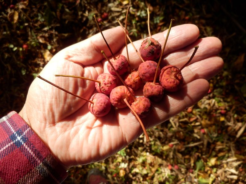 ヤマボウシの実