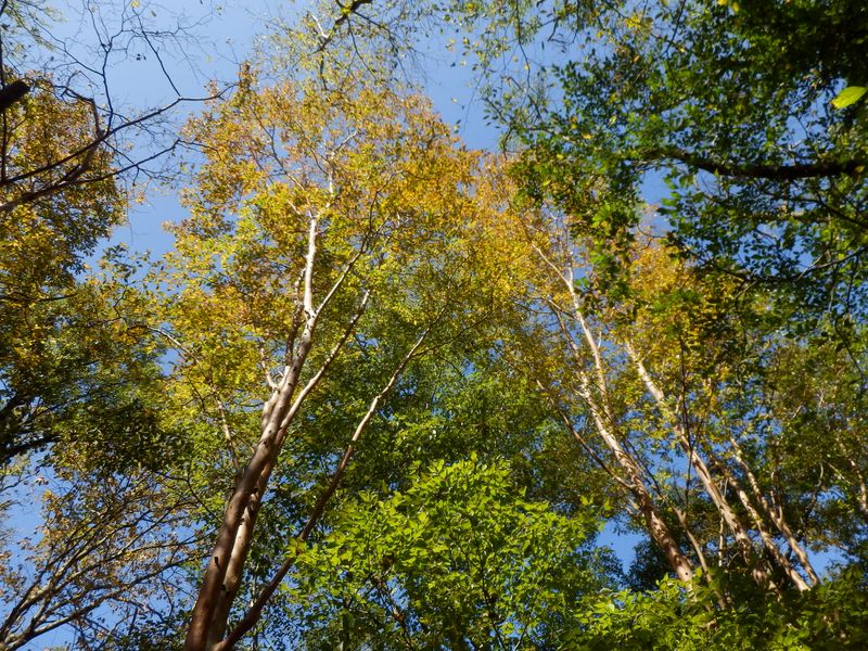 黄葉の始まったヒメシャラ
