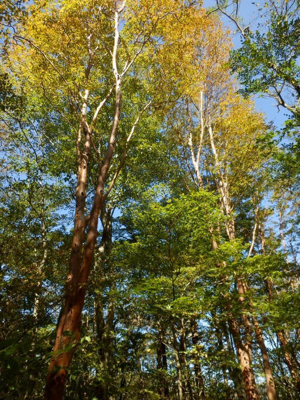 黄葉のヒメシャラもう一度