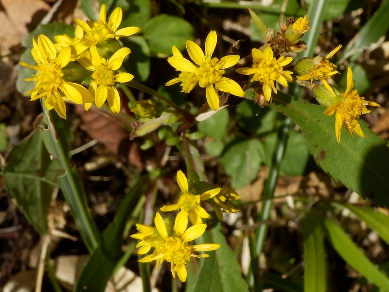 アキノキリンソウ