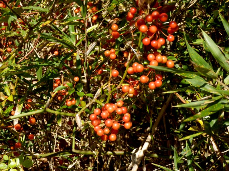 サルトリイバラの実