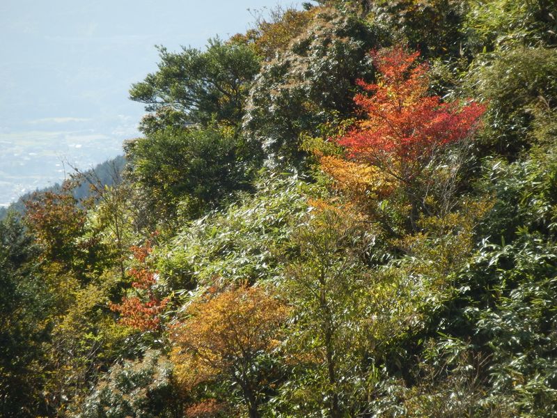 紅葉ちょっぴり