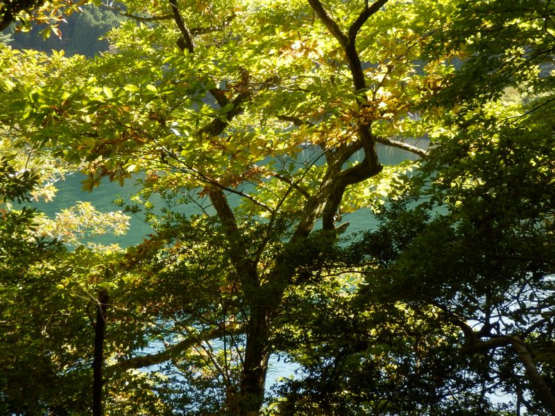 ブルーとグリーンの芦ノ湖