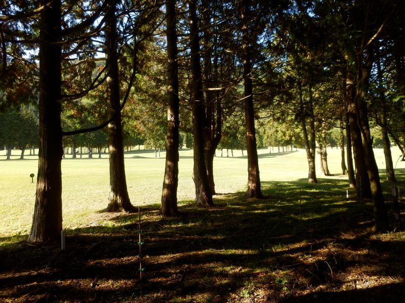 ゴルフ場の縁を歩く