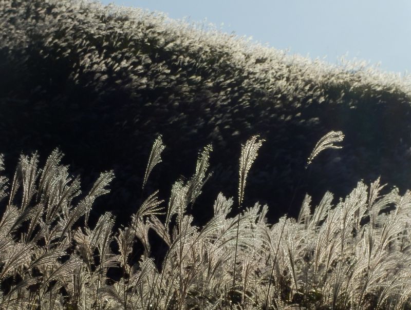 ススキ草原