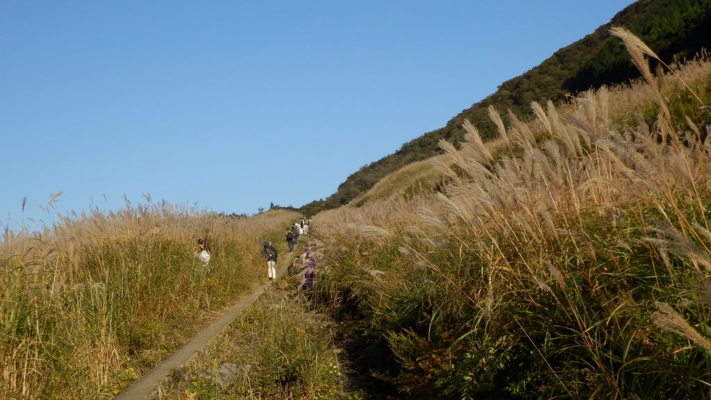 ススキ原の一本道を往復する