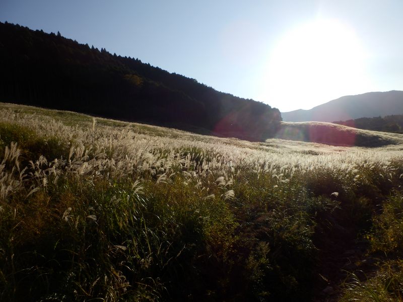 逆光撮影のススキ草原