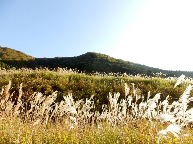 半逆光のススキ草原