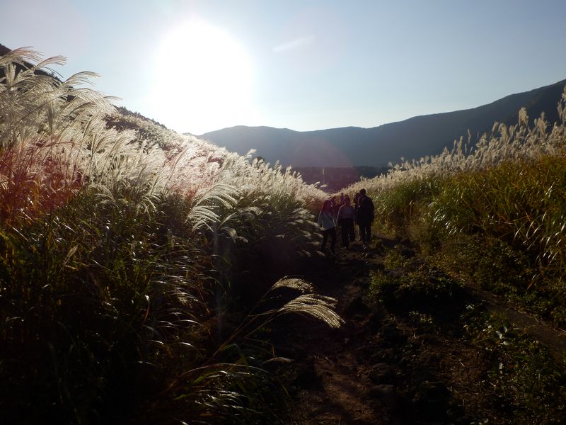 ススキって、けっこう背が高い