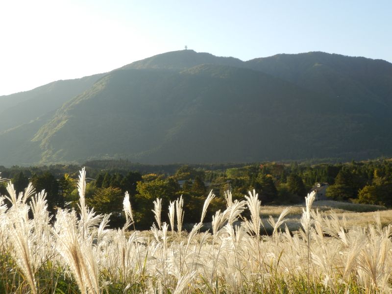 丸岳とススキ