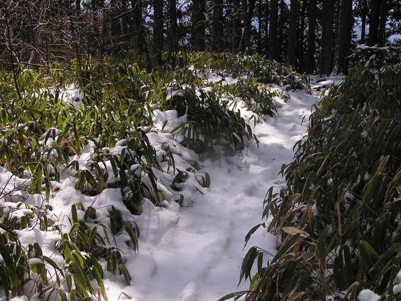 馬頭刈尾根 -- 冬でもみずみずしい緑色の笹
