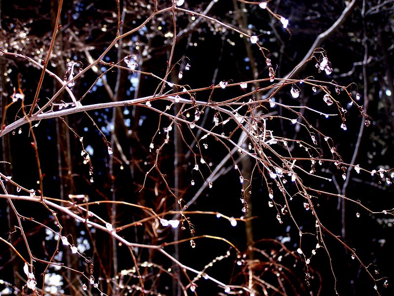 馬頭刈尾根 -- 凍りついたしずく