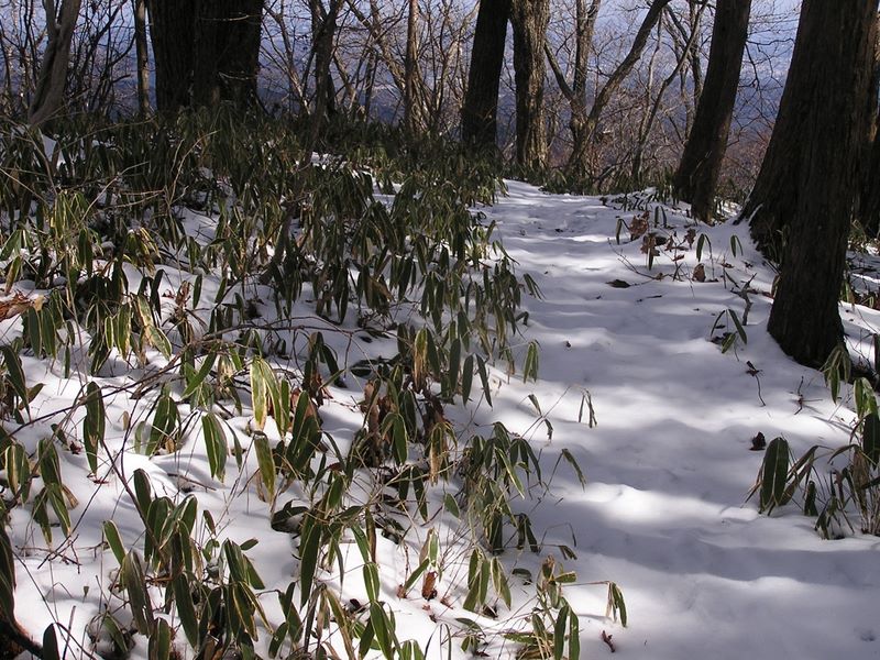 馬頭刈尾根 -- 鶴脚山を後にし、馬頭刈山を目指す