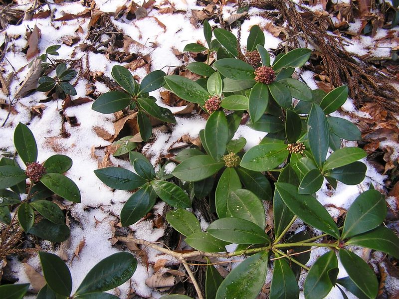 馬頭刈尾根 -- 花芽を準備