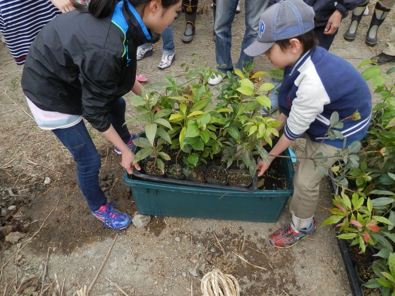 めぐりの森植樹祭 -- まず、ポット苗を水に浸す