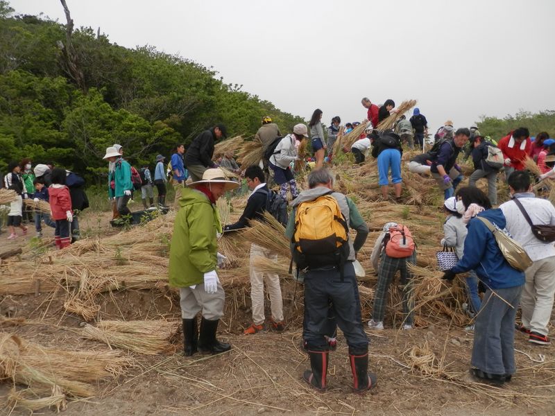 めぐりの森植樹祭 -- 植え終わったら、地面を覆うワラを敷く