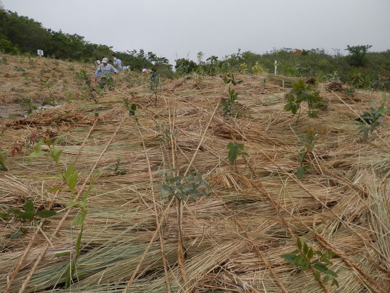 めぐりの森植樹祭 -- 植樹が完了