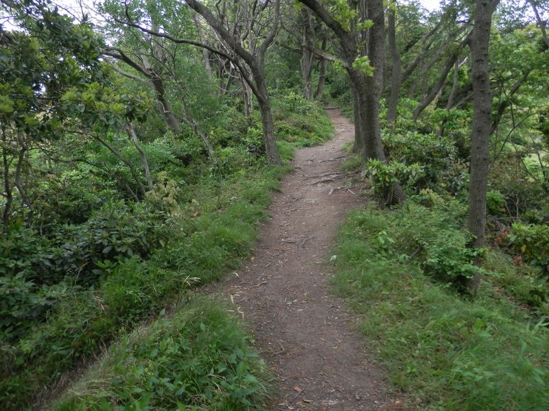 おお、普通の道だ！