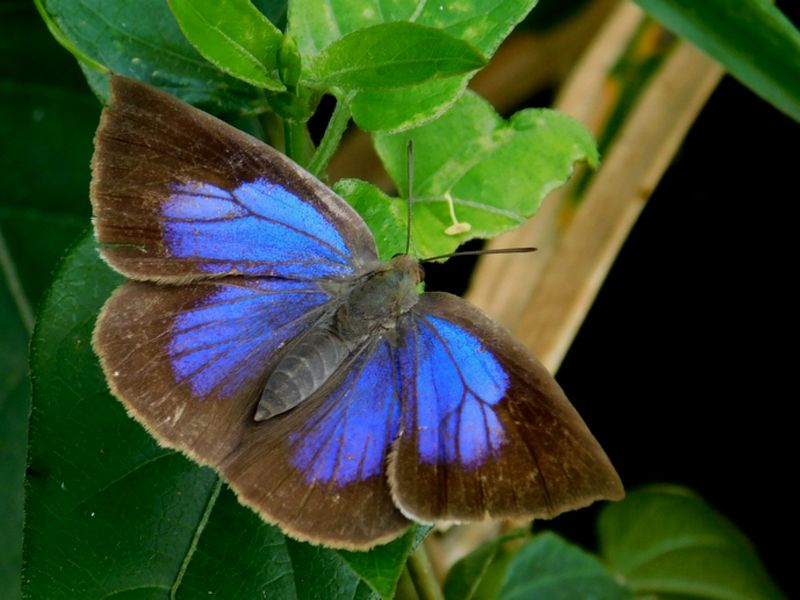 ムラサキシジミ