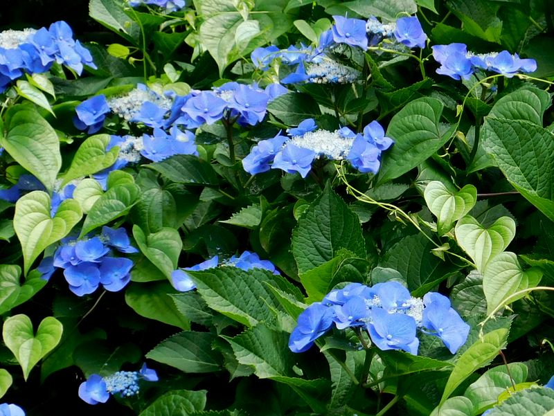 ガクアジサイに絡みつくオニドコロ