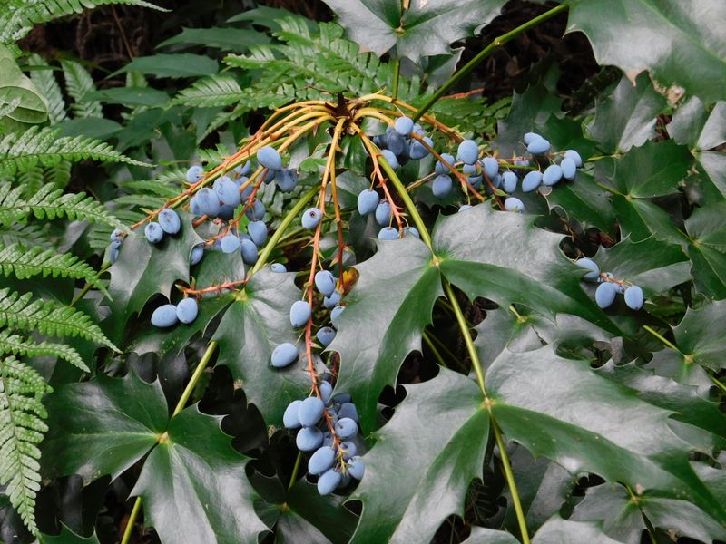 ヒイラギナンテンの実
