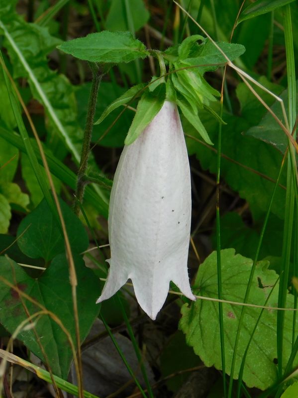 白花のホタルブクロ