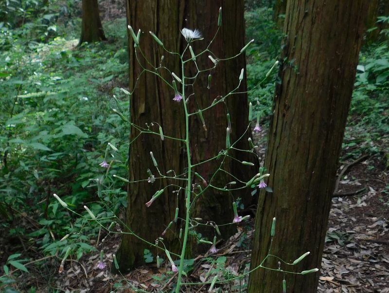 ムラサキニガナ