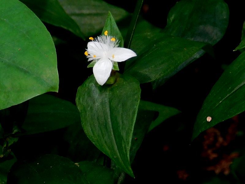 トキワツユクサ