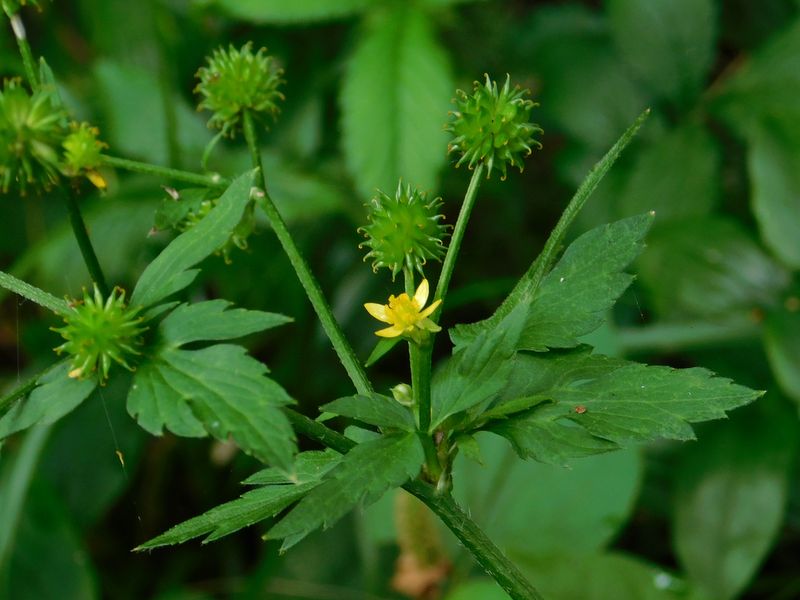 キツネノボタンかな