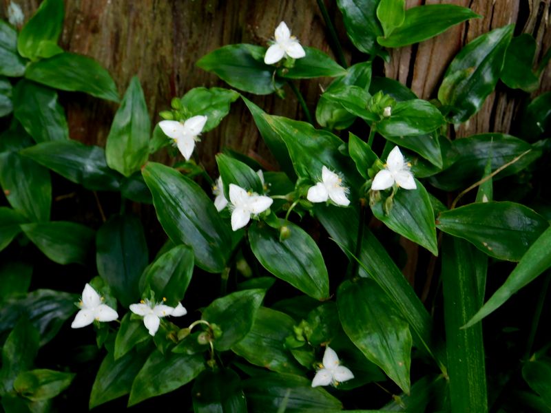 トキワツユクサ、猛繁殖