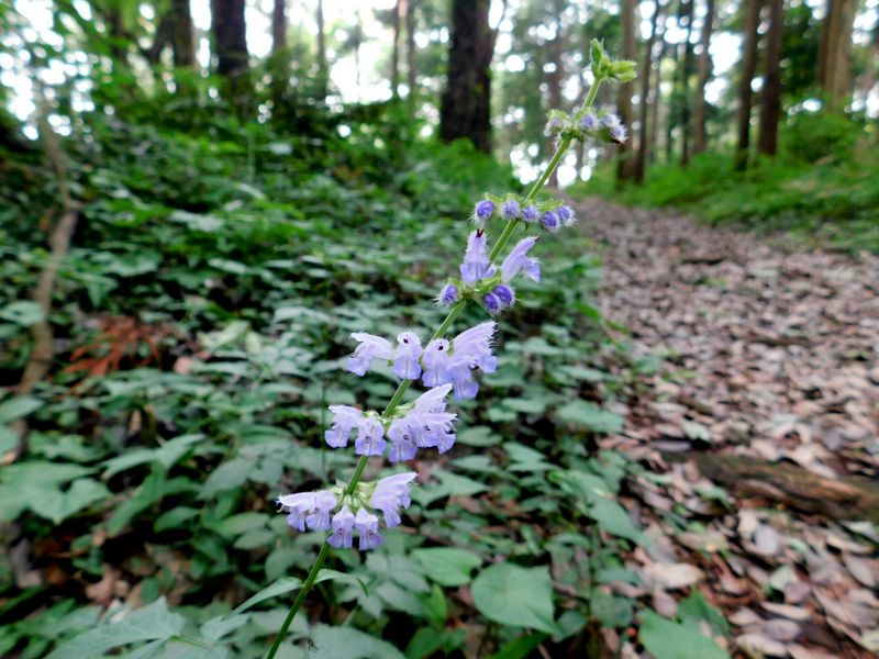 アキノタムラソウ