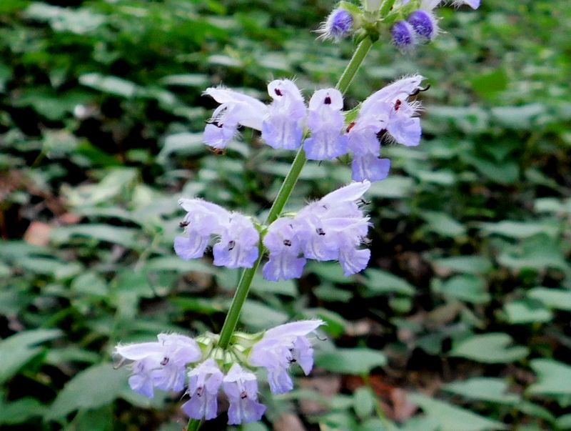 アキノタムラソウ（拡大）