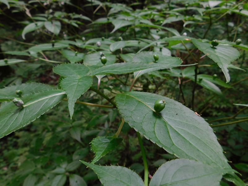 ハナイカダの実