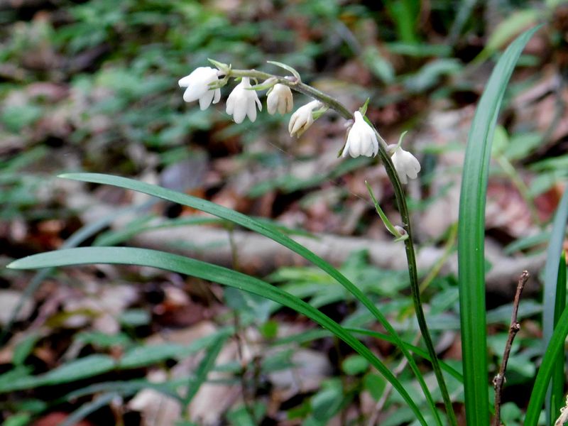 リュウノヒゲか、ジャノヒゲか？