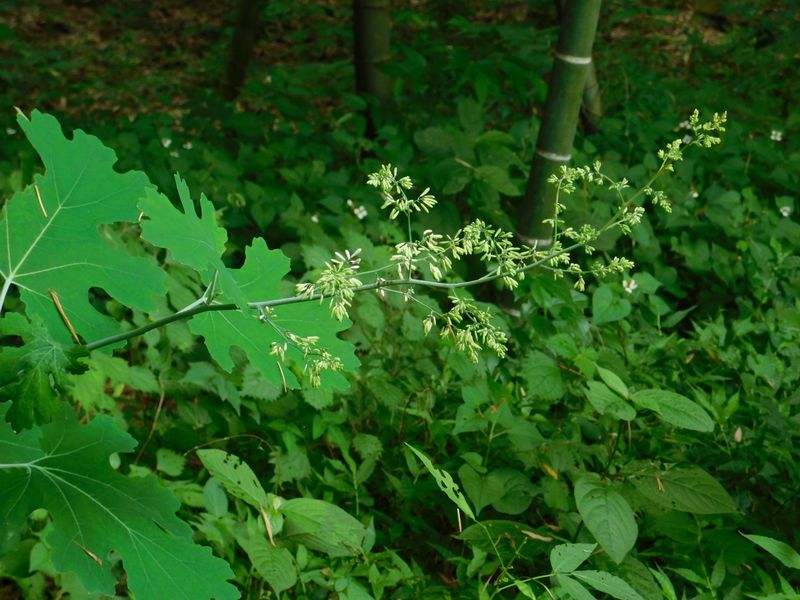 タケニグサと竹