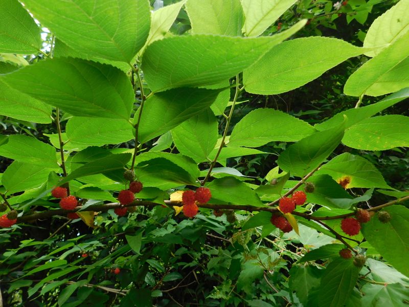 ヒメコウゾ、手の届く高さ