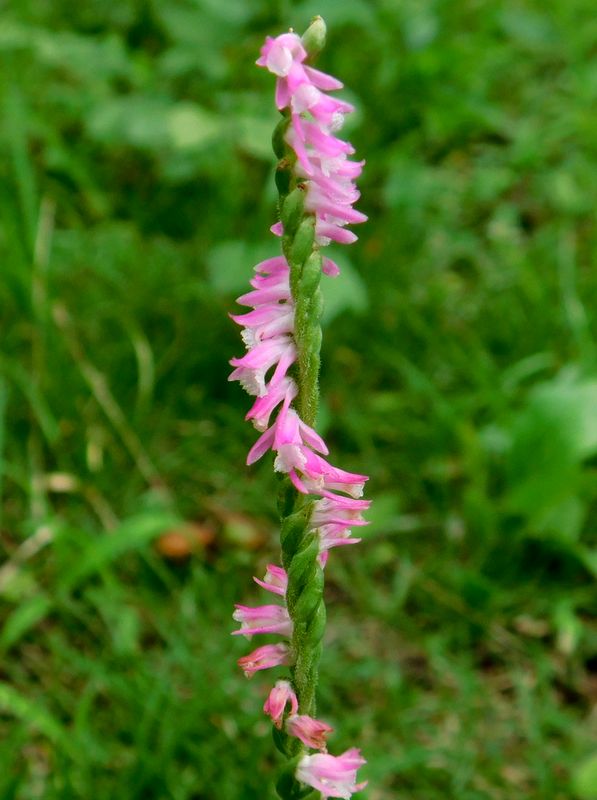 ネジバナ（左ねじ）