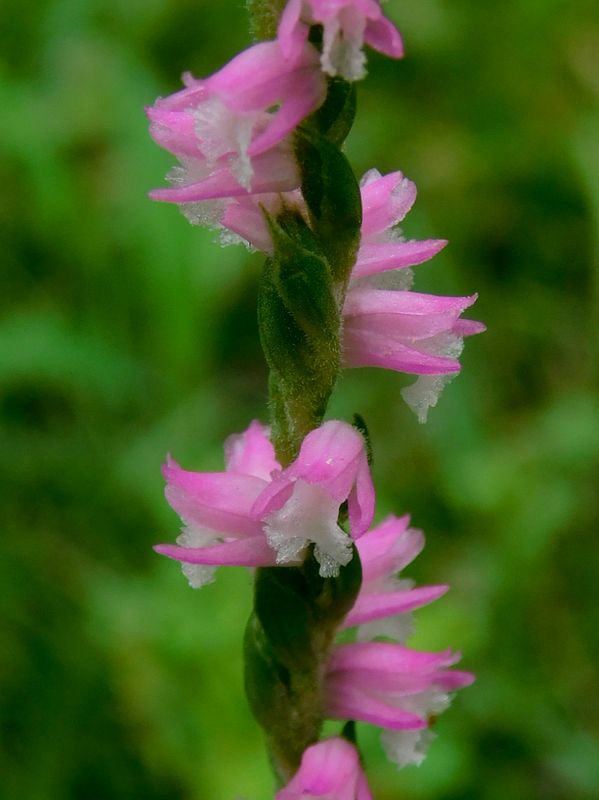 ネジバナ（右ねじ）