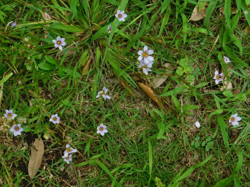 ニワゼキショウ