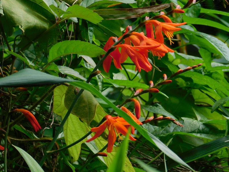 ヒメヒオウギズイセン