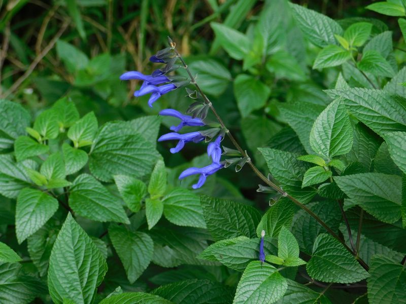ムラサキサルビアの野生種か？